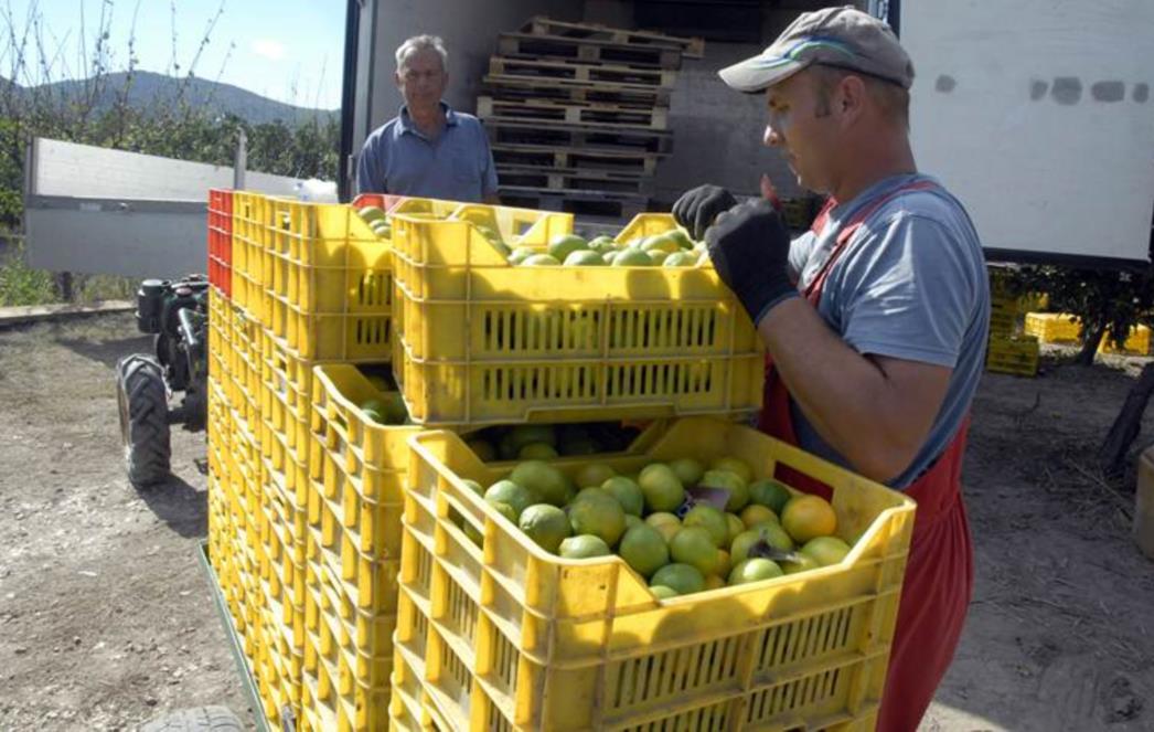 MALVERZACIJE U METKOVIĆU: Uzeli mandarine u vrijednosti 66 tisuća kuna, a nisu platili!