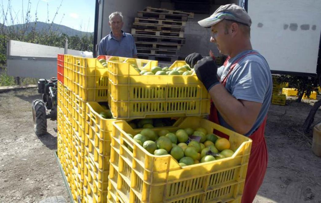 STAO OTKUP U DOLINI NERETVE: Na rusko tržište stigla turska mandarina