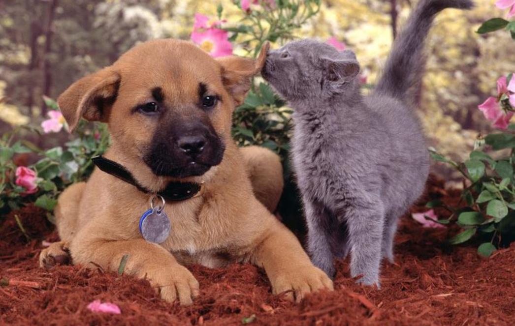Kućni ljubimci - čuvari zdravog srca!