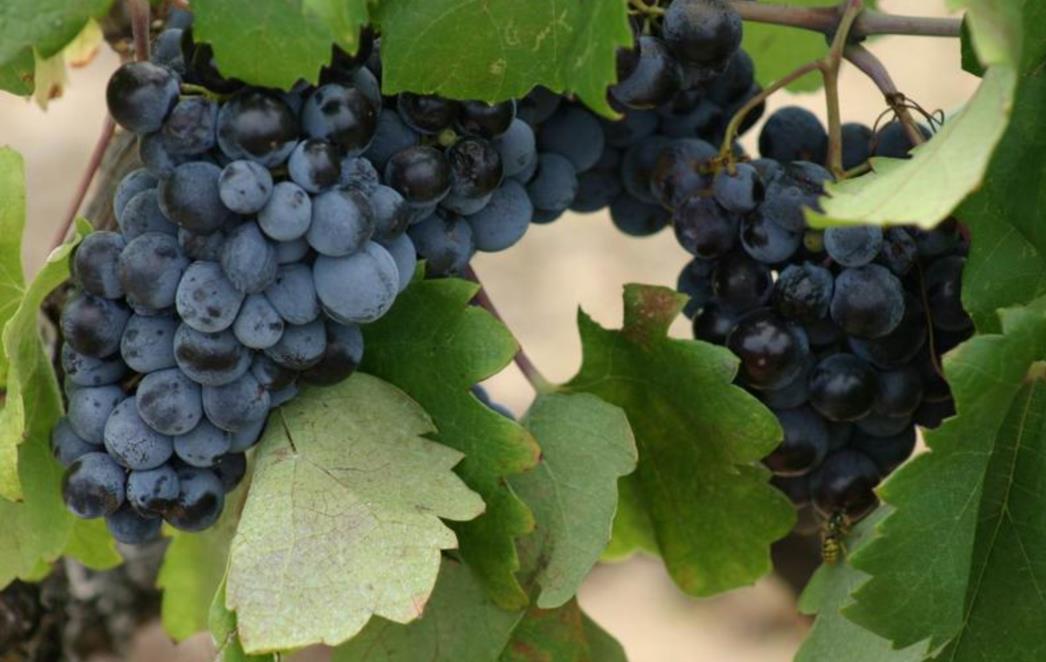 Kemoterapija odlazi u prošlost? Ekstrakt sjemenki omiljenog voća puno je efikasniji!