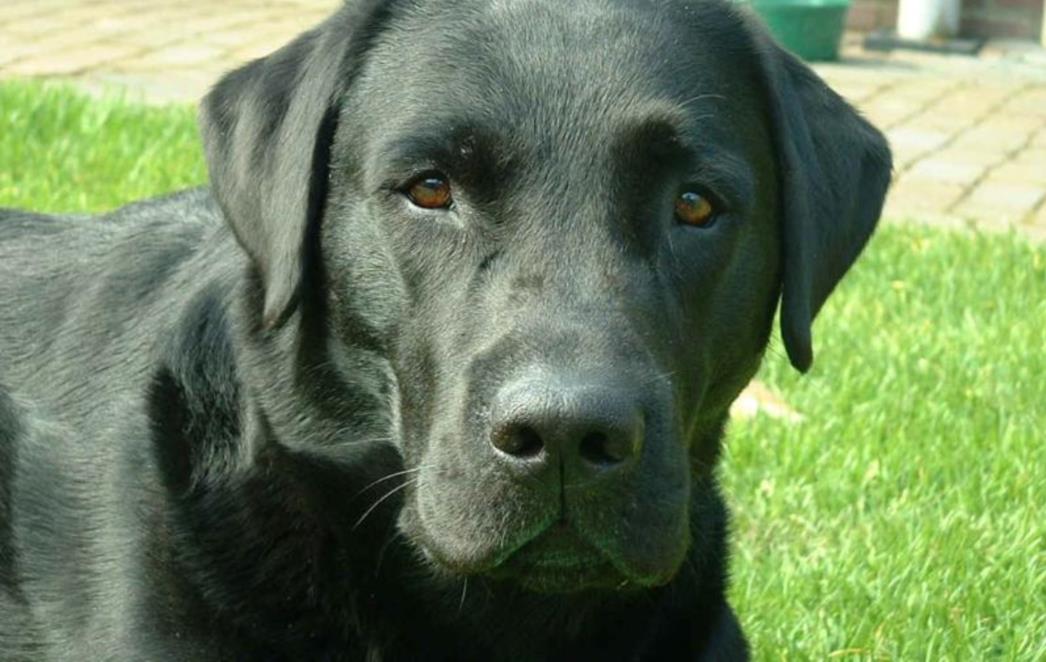 Labrador zabunom spasio život dječačiću (VIDEO)