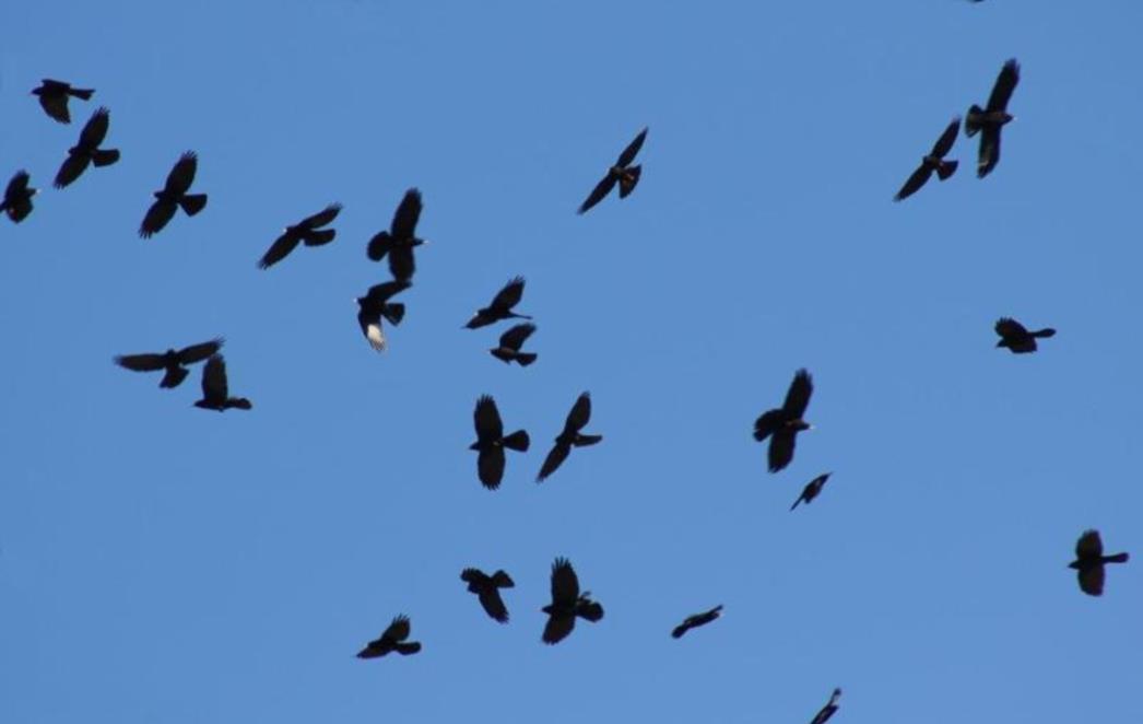 ODSTREL BEŠTIJA NA GRADCU: Dubrovčani se  pobunili jer golubovi ne guguču dubrovačkim naglaskom!