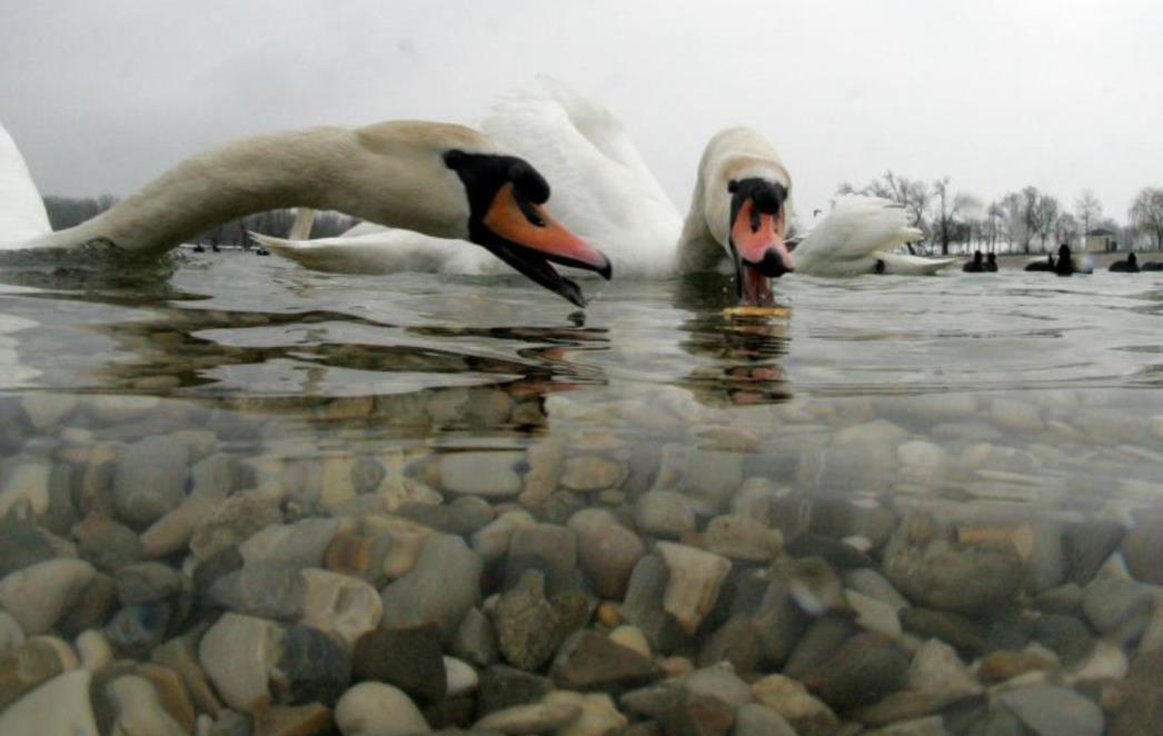FOTOGRAFIJA DANA: U potrazi za hranom