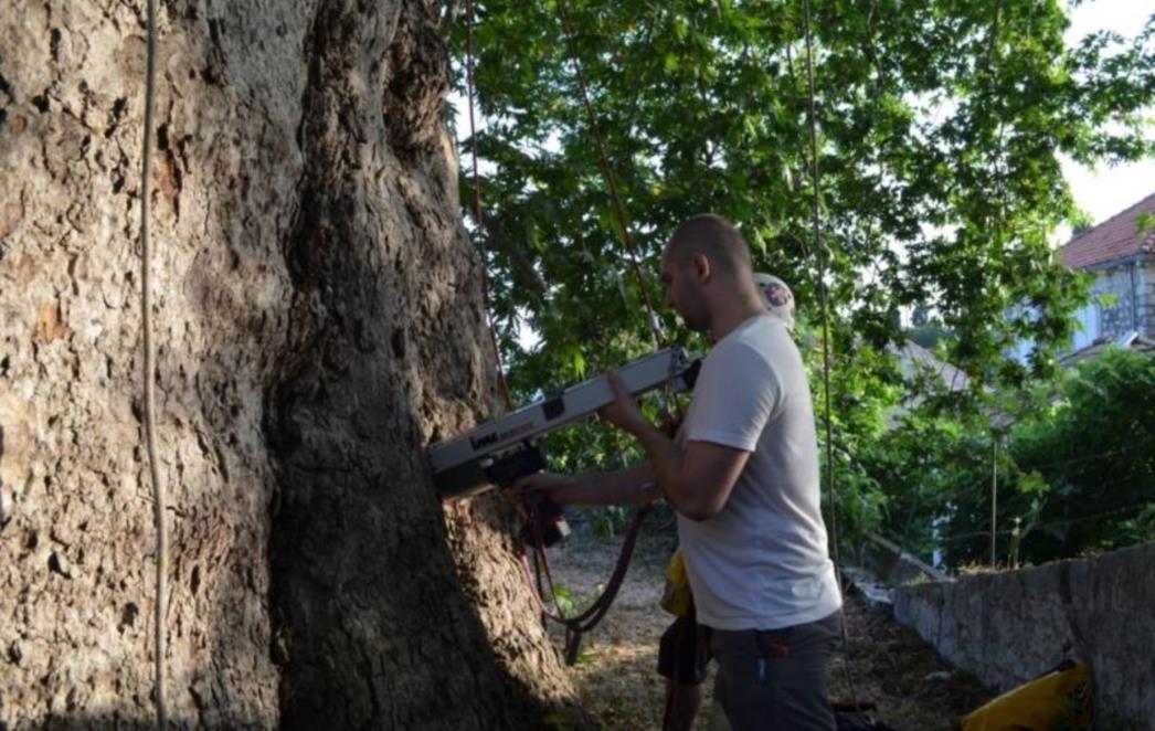 Ispitivanje zdravstvenog stanja Arboretuma u Trstenom 