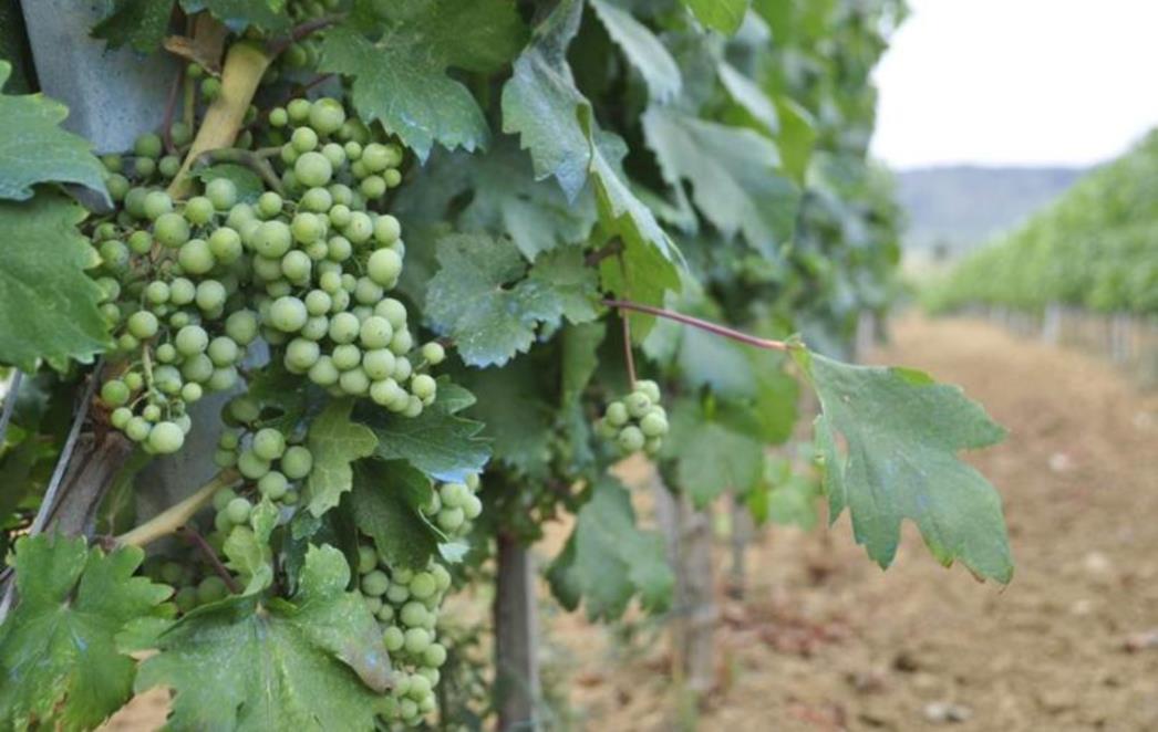 KONAVLJANI POZIVAJU: Dođite na trganje u Konavle 