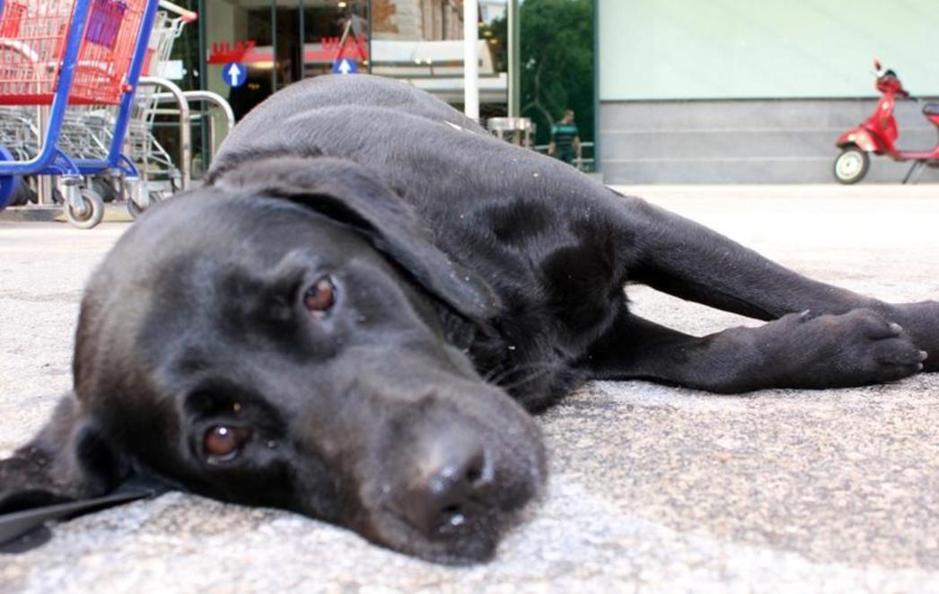 APEL USPIO: Labrador koji je danima bio vezan ispred Tommya vraćen vlasniku (FOTO)