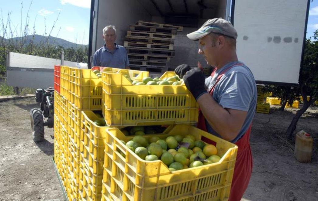 KAOS U DOLINI NERETVE: Rusi vratili mandarine, neretvanski voćari pripremaju 'seljačku bunu'?