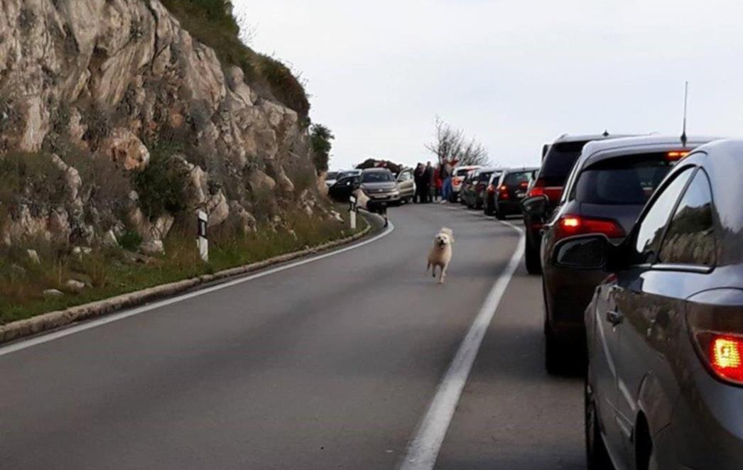 POZNATI DETALJI NESREĆE Vlasnik stada koza novčano je kažnjen