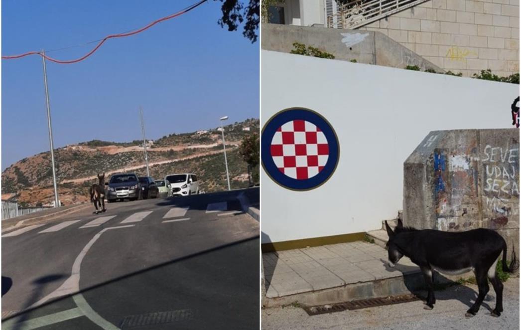 Magarac u điru Mokošicom odao počast Torcidinom grbu (FOTO)