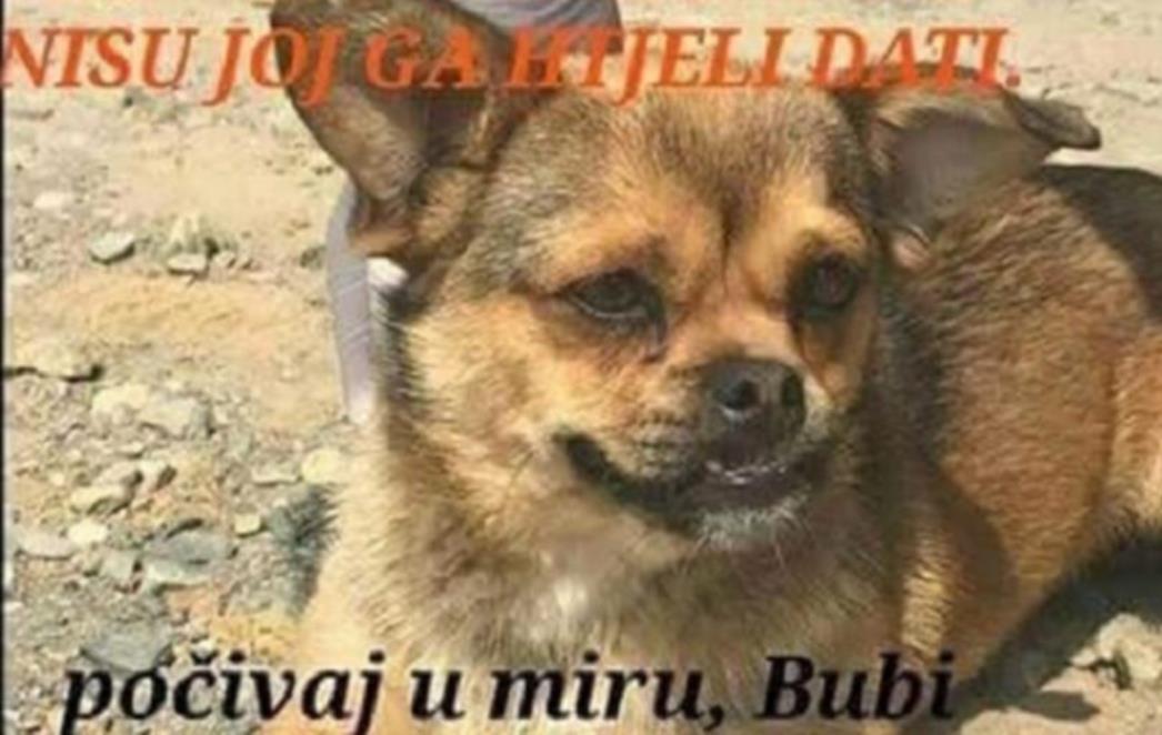 Kako su ubili Bubija, koji je imao svoj  dom, a vi ste to platili