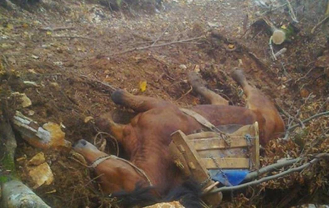 UZNEMIRUJUĆE FOTOGRAFIJE: Čime su jadne životinje ovo zaslužile? (FOTO)