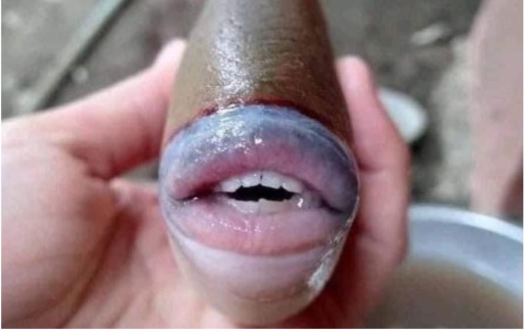 JESTE LI IKAD VIDJELI NEŠTO SLIČNO? Neobična riba s ljudskim ustima i zubima je nevjerojatno čudo prirode