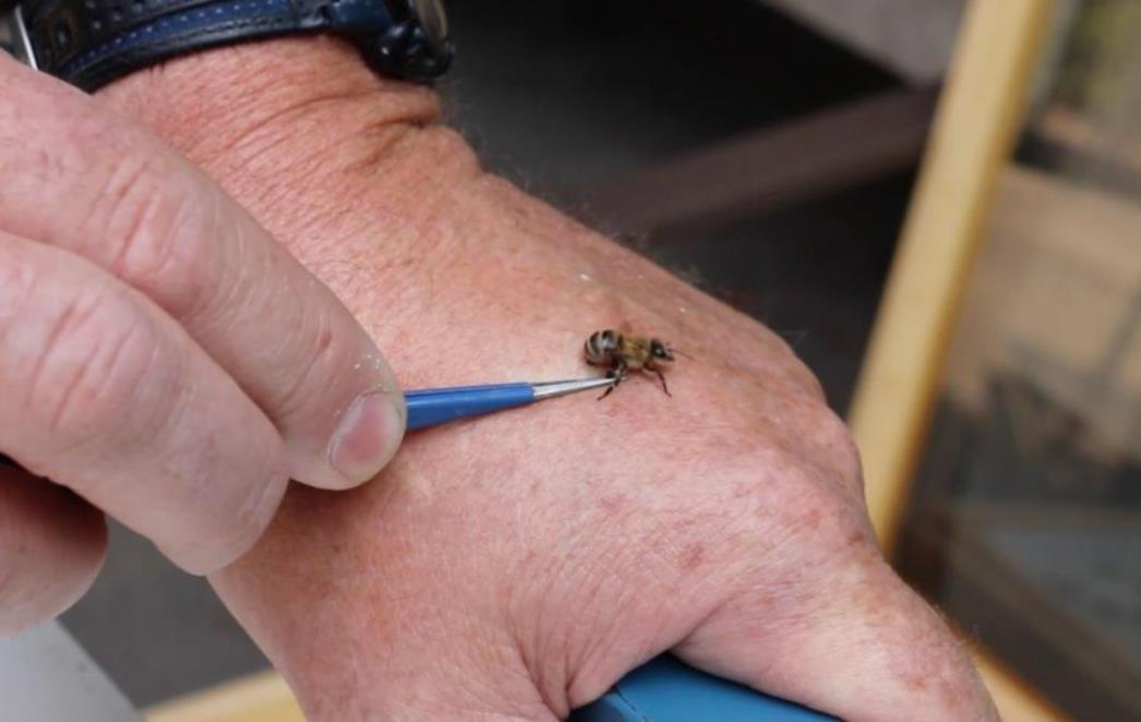 PODIJELITE KORISNU INFORMACIJU: Kada vas ubode osa, pčela ili stršljen – ovo će  vas spasiti bola i otoka!