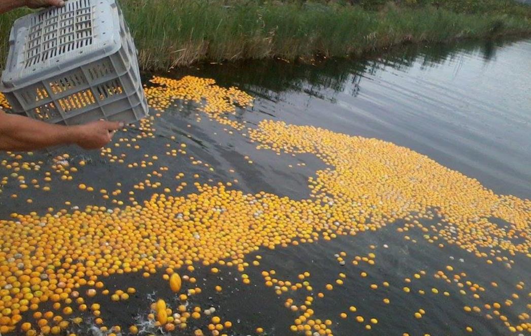 SRAMOTA DO NEBA: Uzgajivači mandarine bacaju u Neretvu, otkupna cijena sramotnih 1,2 kune po kilogramu