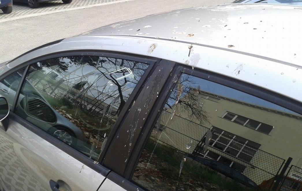 NEKIMA ĆE OČITO BITI SRETNA: Kad te ptice vole 