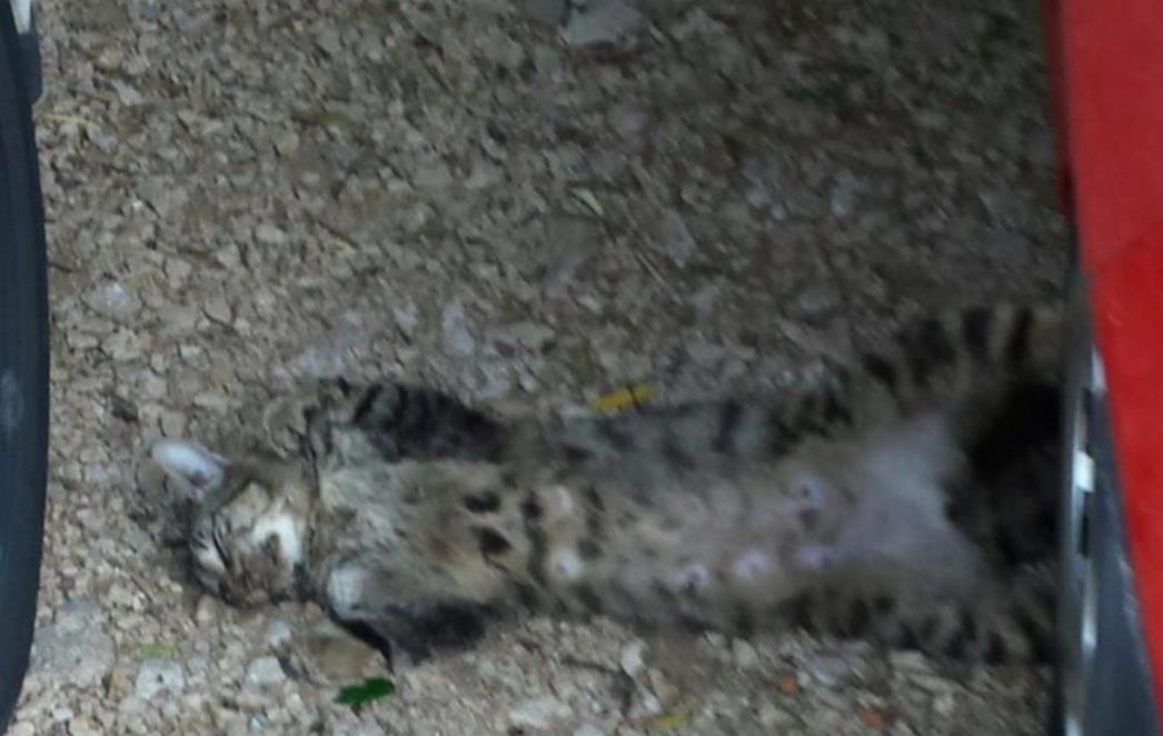 UZNEMIRUJUĆE  FOTOGRAFIJE IZ MOKOŠICE: Pronađite počinitelje ovog strašnog zločina! /FOTO/