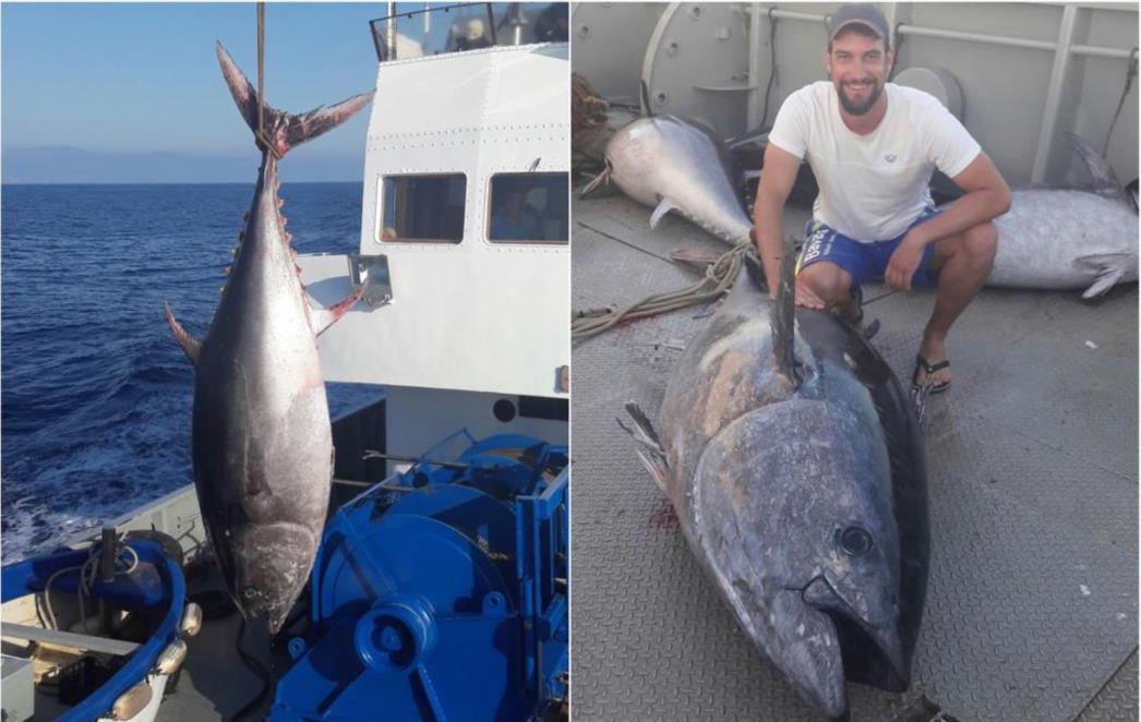 TUNA - Crveno zlato