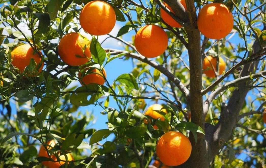 Zbog ovoga ćete još više zavoljeti naranče