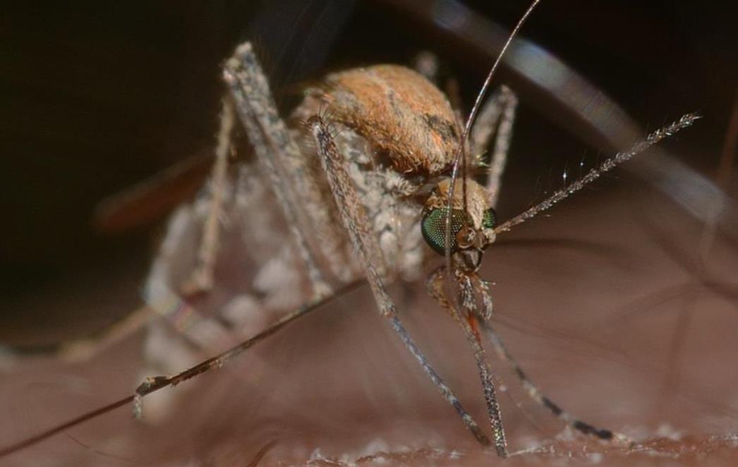 UČINKOVITO I LAGANO BEZ KEMIKALIJA: Napravite prekrasnu dekoraciju i budite sigurni da ćete rastjerati komarce