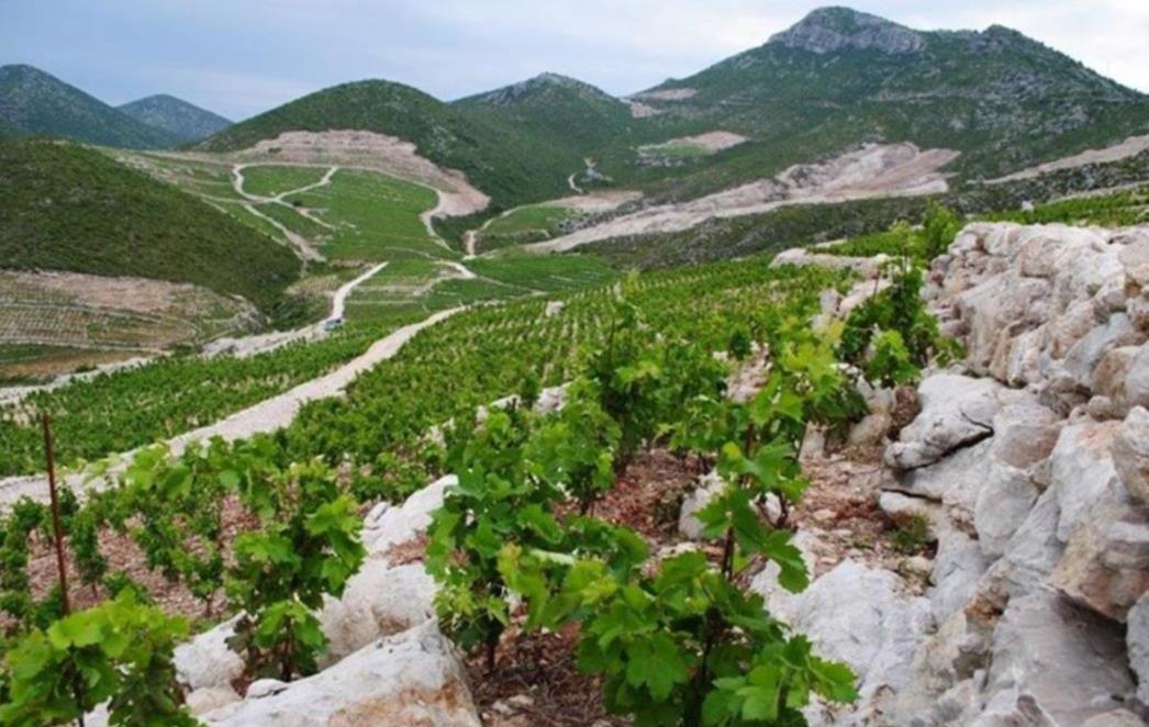 Ponikve postale zaštićena oznaka izvornosti vina na razini EU