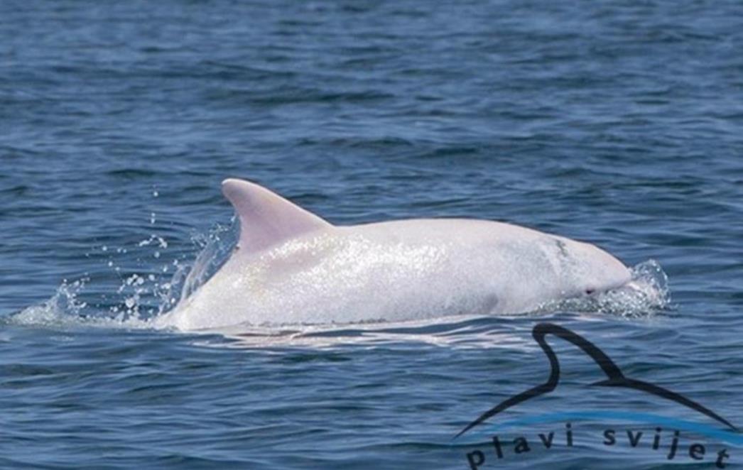 U  Jadranu živi jedan od svega nekoliko bijelih albino dupina svijeta – Albus