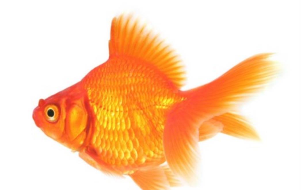 VIC DANA: Zlatna ribica