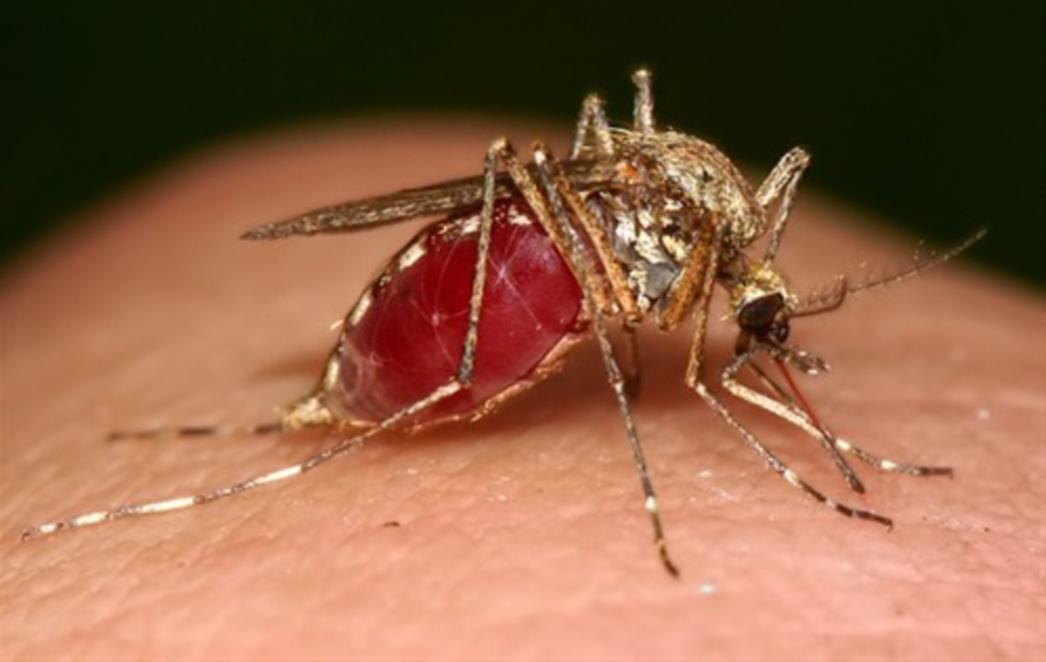 TIGRASTA NAPAST: Zbog sve većeg broja komaraca i nama prijeti opasan virus