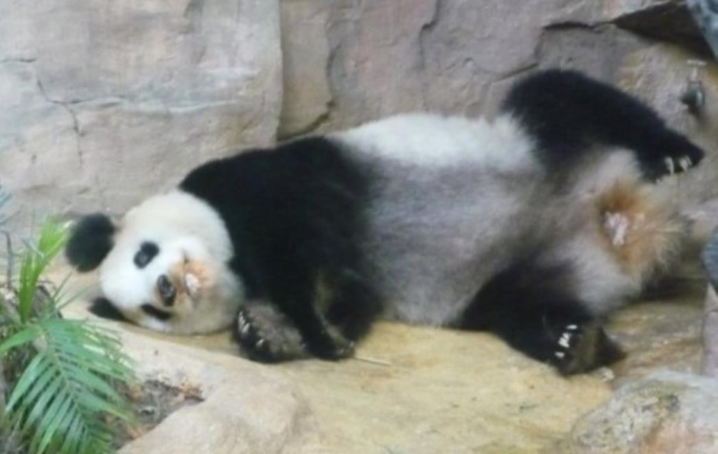Uginula najstarija panda na svijetu