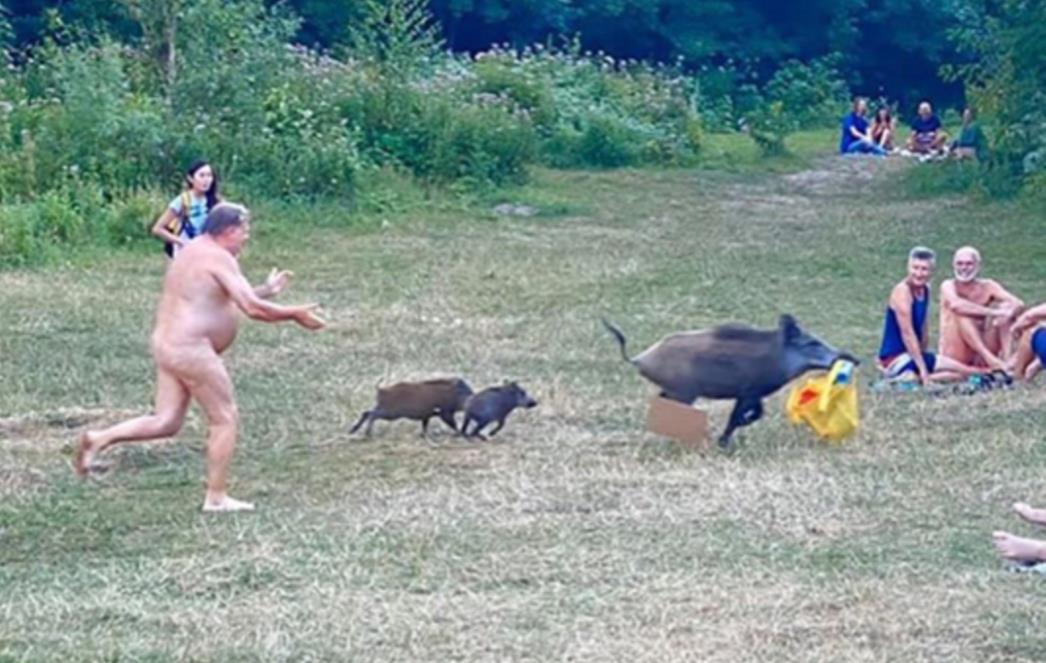 NEVJEROJATAN PRIZOR Nudist trčao za divljom svinjom koja mu je ukrala torbu i laptop (FOTO)