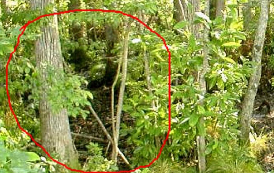Video: Izletnici slučajno snimili Bigfoota
