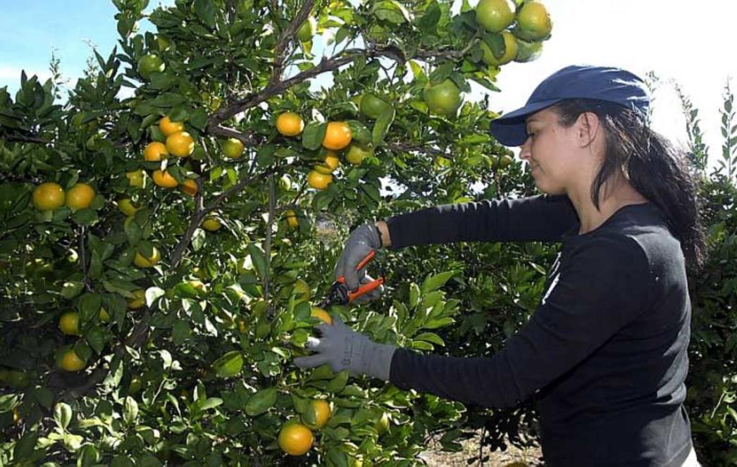 Berba neretvanskih mandarina: 'Lani smo imali 10 vagona, a  ove godine  nemamo tri'