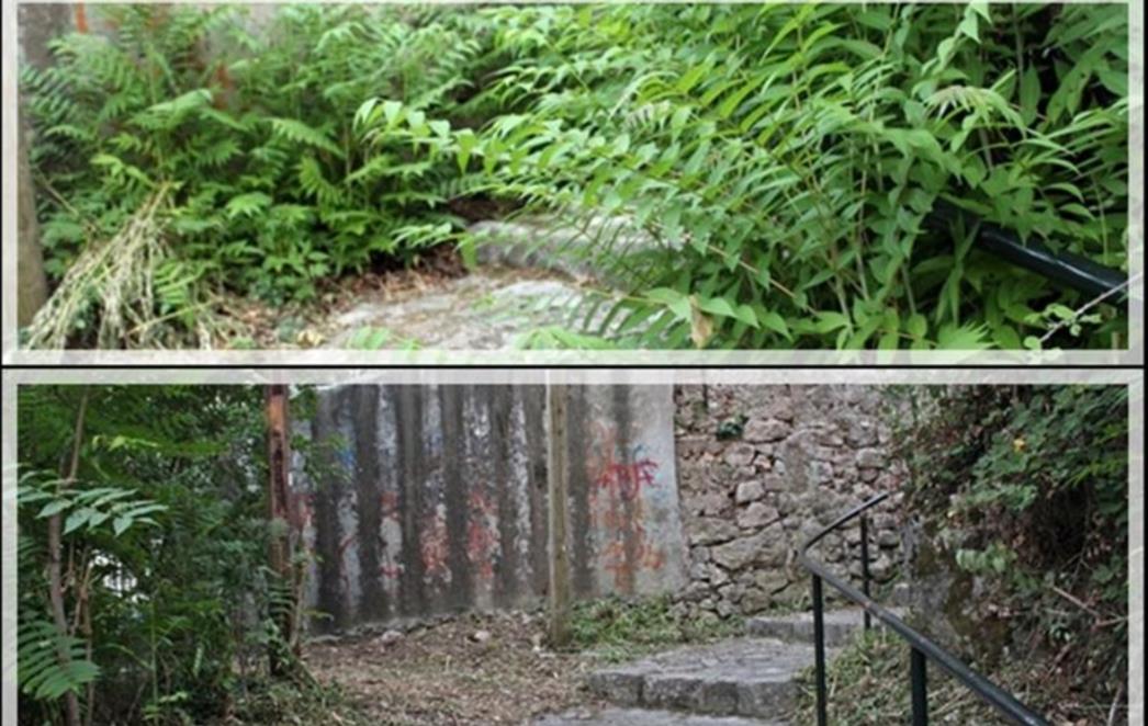 BRZA REAKCIJA: Nakon našeg teksta, nestala 'džungla' u Janjinskoj (FOTO)