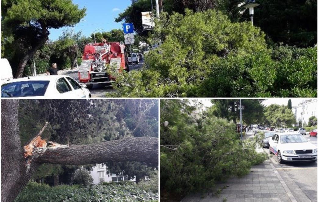 INTERVENIRALI VATROGASCI Velika grana srušila se na cestu u Lapadu (FOTO)
