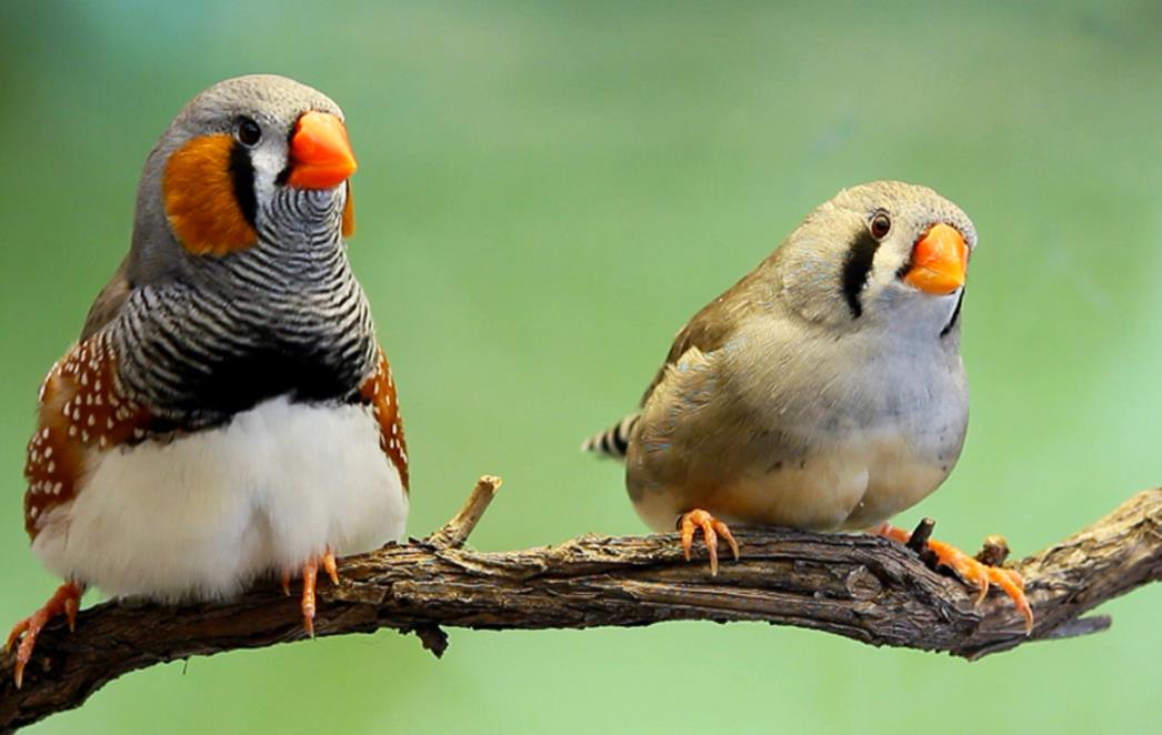 FOTOGRAFIJA DANA: Zebrasta zeba na grani
