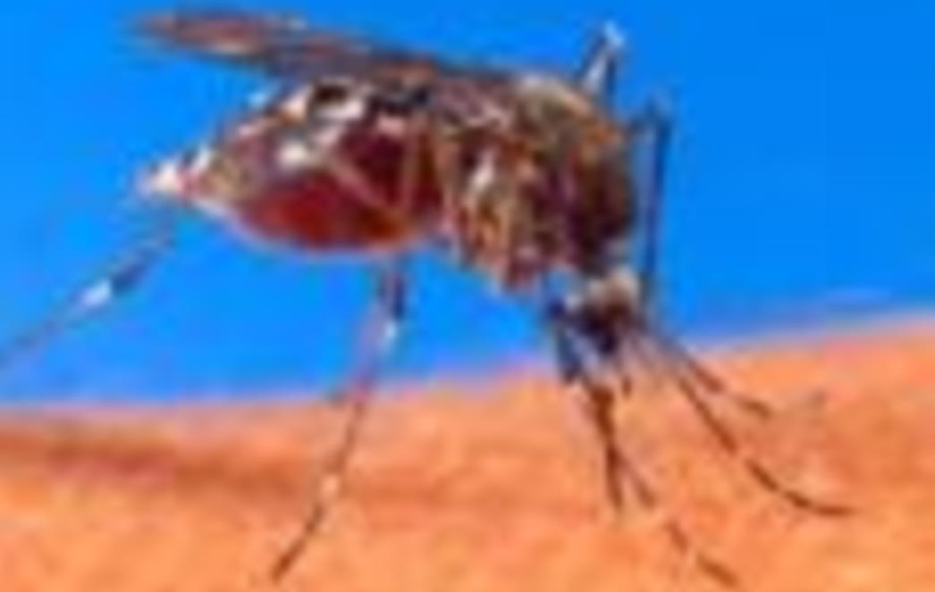Sanitat Dubrovnik započinje s oprašivanjem komaraca