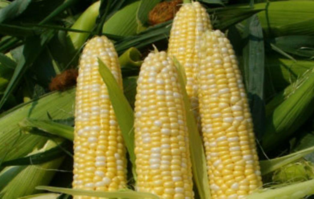 DONOSIMO: Ove GMO namirnice svakodnevno jedete!