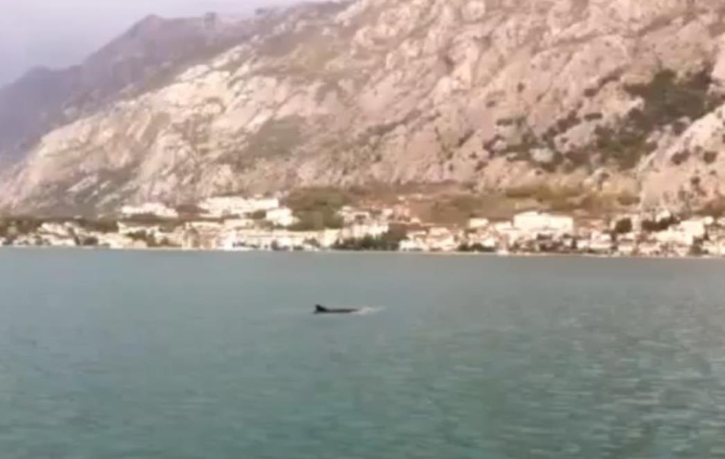 Kit zalutao u Kotorski zaljev (VIDEO)