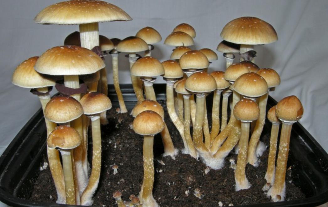 Psihodeličnim gljivama do novog lijeka za depresiju?
