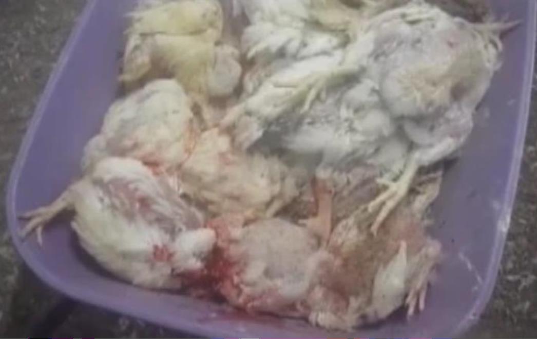 FARME IZ HORORA Mračna strana uzgoja pilića za fast food