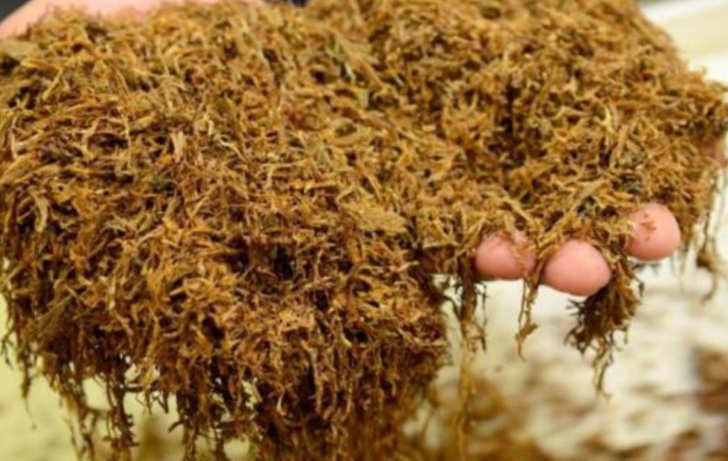 Pušenje smotanog duhana je manje štetno? Evo što kažu stručnjaci