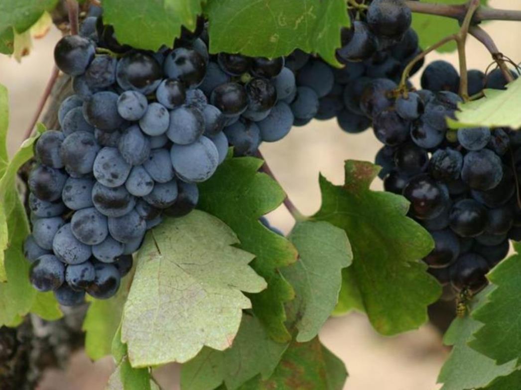 Crnogorski vinari u problemima: Ne isplati se da zadržim vinograd, izlazim iz ovog posla