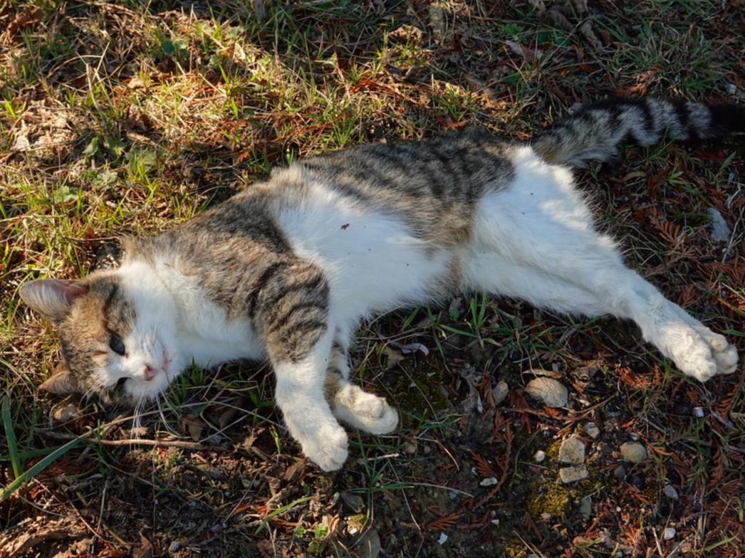 OKRUTNOST NA KORČULI: Stariji muškarac zračnom puškom ubio mačku