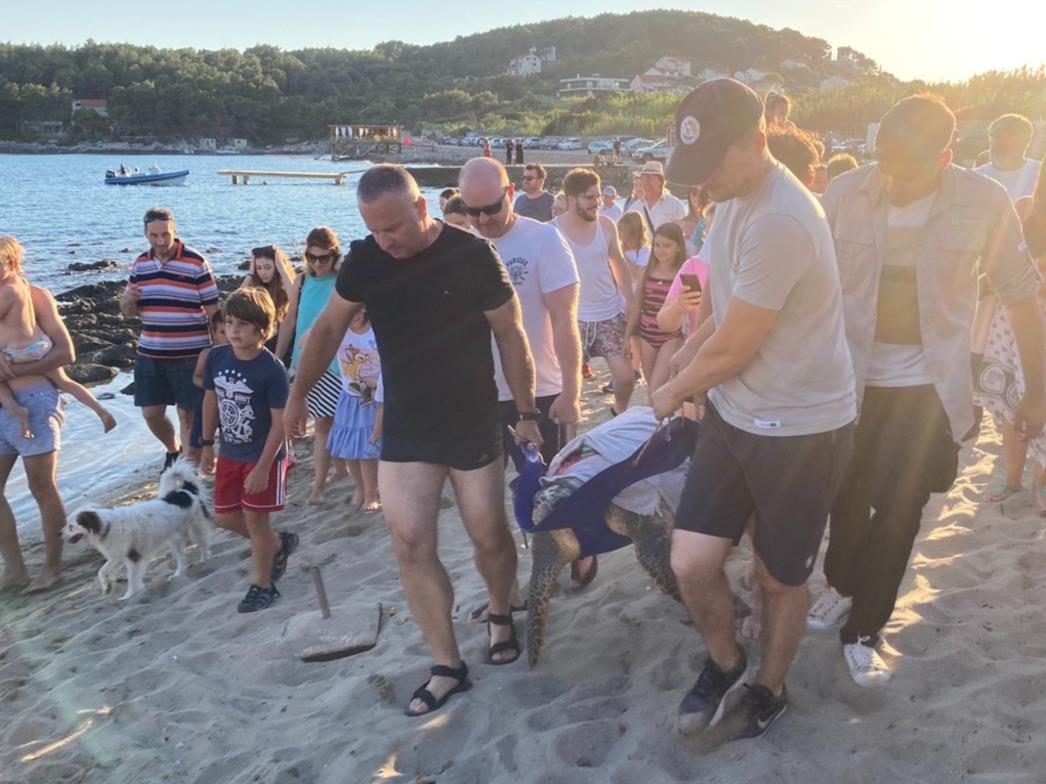 Dvije jedinke morske kornjače glavate želve vraćene u more u Lumbardi