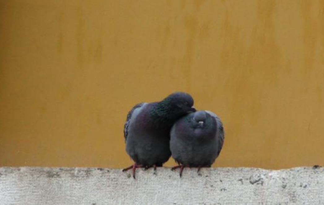 FOTOGRAFIJA DANA: Ljubav goluba i golubice