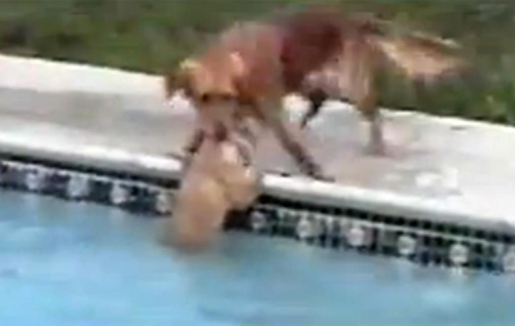   Pogledajte kako je pribrana majka zlatnog retrievera spasila svoje štene iz bazena! (VIDEO)