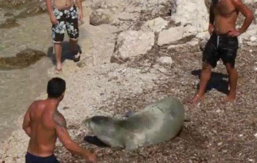 Pogledajte kako turisti muče sredozemnu medvjedicu! (VIDEO)