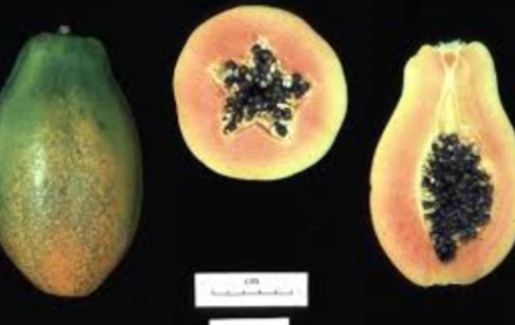 ČAK 80 POSTO HRANE SADRŽI GMO: Postoji trik kojim ćete otkriti što jedete, potražite ovaj broj na naljepnici proizvoda!