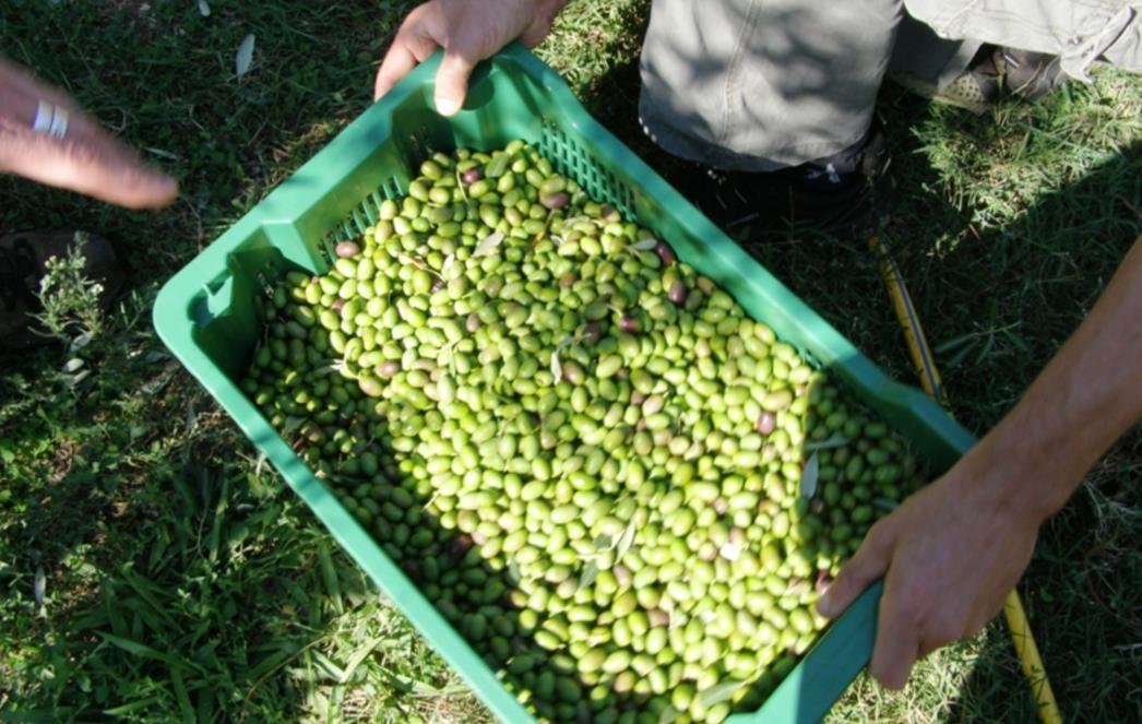 KATASTROFALAN UROD MASLINA NA DUBROVAČKOM PODRUČJU: Uljare nemaju za koga raditi!