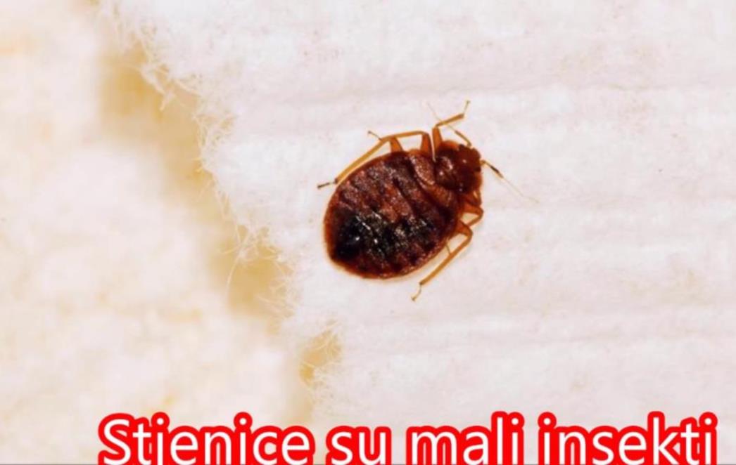 STJENICE SE POJAVILE U DALMACIJI Prijeti li nam epidemija?