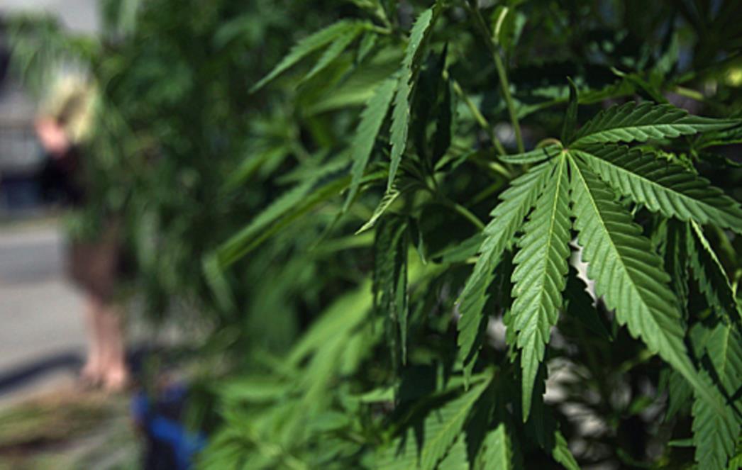 Većina stručnjaka kao i najznačajnije političke stranke ne protive se legalizaciji marihuane u medicinske svrhe 
